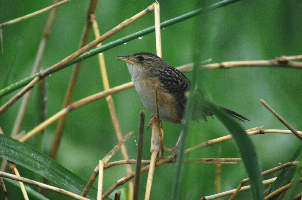 Wren, Sedge, 2010-06021970 Danieel Webster Wildlife Sanctuary, MA.JPG - Sedge Wren. Daniel Webster Wildliife Sanctuary, MA, 6-2-2010